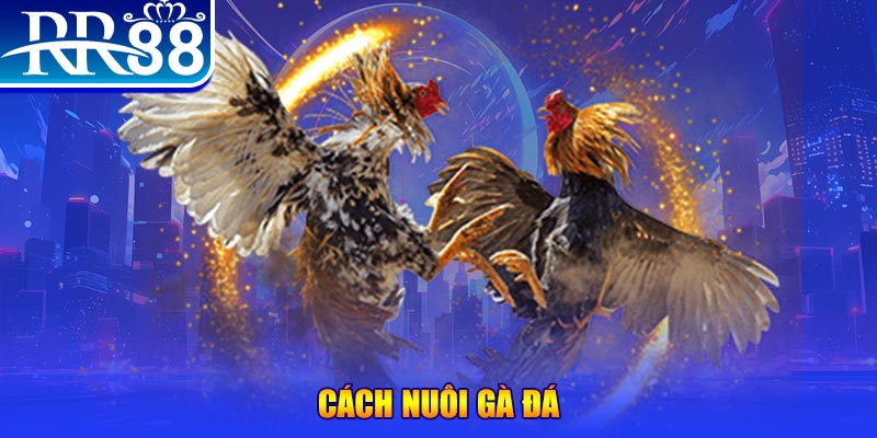 max vin Ws168 Đá Gà