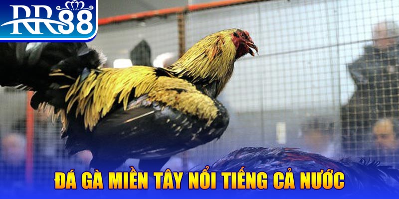 max vin xổ số đại phát